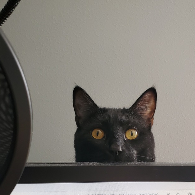 JackJack the cat