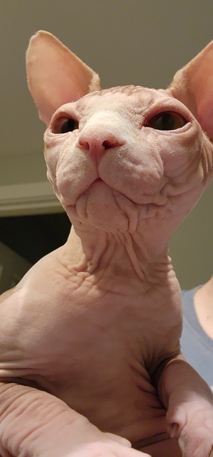 Moog the cat