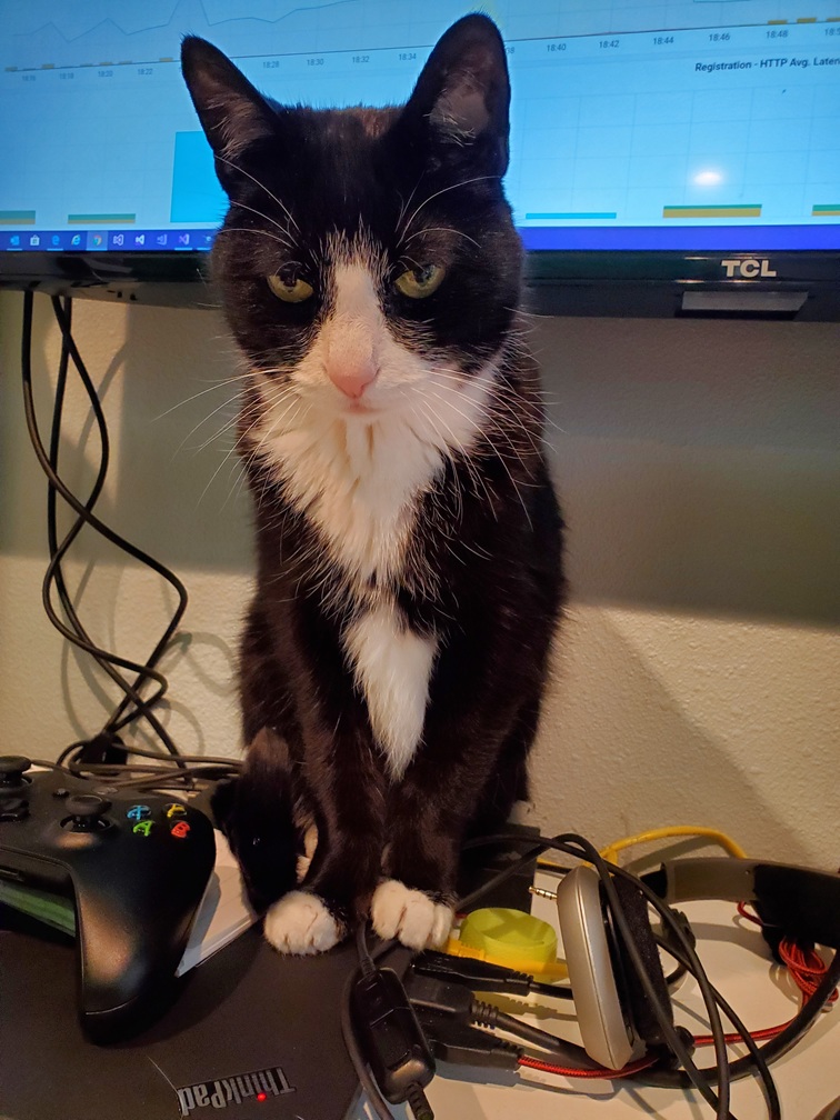 Oscar the cat