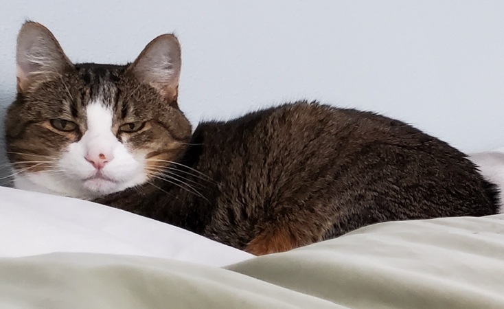 Peter the cat