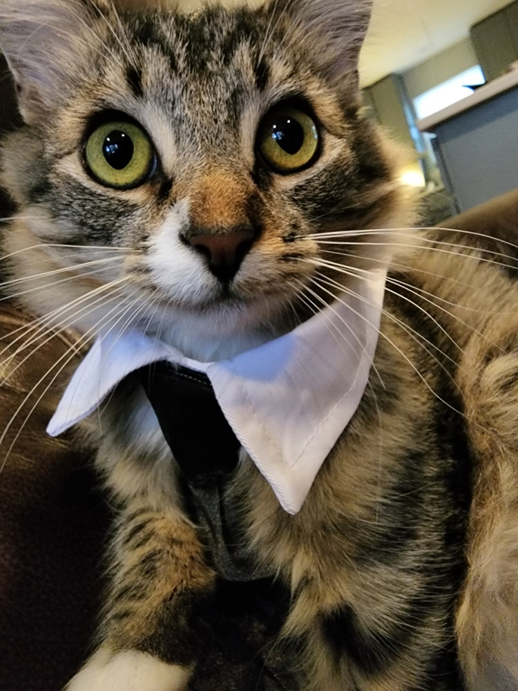 Phinney the cat